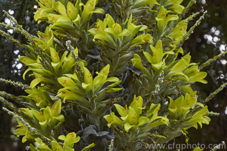 Puya chilensis, a terrestrial bromeliad that forms a dense clump of rosettes of fiercely toothed, narrow, silver-grey leaves covered in fine, dusty scales. Its flower stem is up to 25m tall and the flowers are yellow to light green. The plant is native to dry areas of theChilean. Andes, where it occurs in the Matorral (a. Mediterranean climate area with wet winters and dry summers</i>) at elevations of 300-1000m