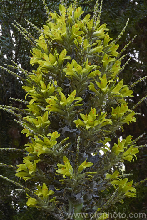 Puya chilensis, a terrestrial bromeliad that forms a dense clump of rosettes of fiercely toothed, narrow, silver-grey leaves covered in fine, dusty scales. Its flower stem is up to 25m tall and the flowers are yellow to light green. The plant is native to dry areas of theChilean. Andes, where it occurs in the Matorral (a. Mediterranean climate area with wet winters and dry summers</i>) at elevations of 300-1000m