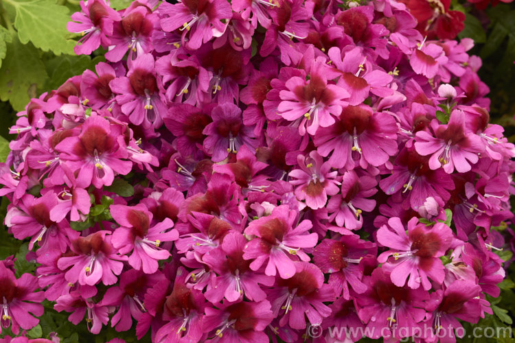Poor Man's Orchid (<i>Schizanthus x wisetonensis</i>), an annual often used as a winter greenhouse plant or summer bedder. These garden forms are usually hybrids between Schizanthus grahamii and Schizanthus pinnatus, both Chilean species. The flowers of the wild species are typically a pinkish violet shade but garden forms occur in a wide range of colours.