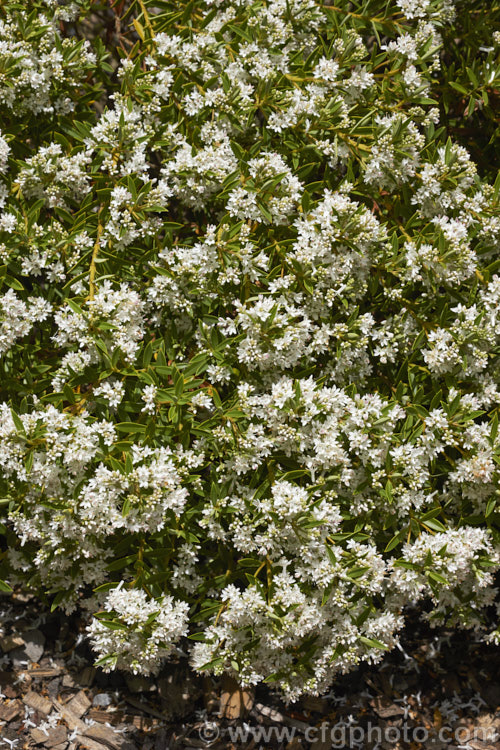 Veronica rigidula (syn. Hebe rigidula</i>), a 40-50cm high evergreen early-summer-flowering shrub with a spread of up to 90cm. It is native to the north of the South Island of New Zealand and is similar to Veronica divaricata