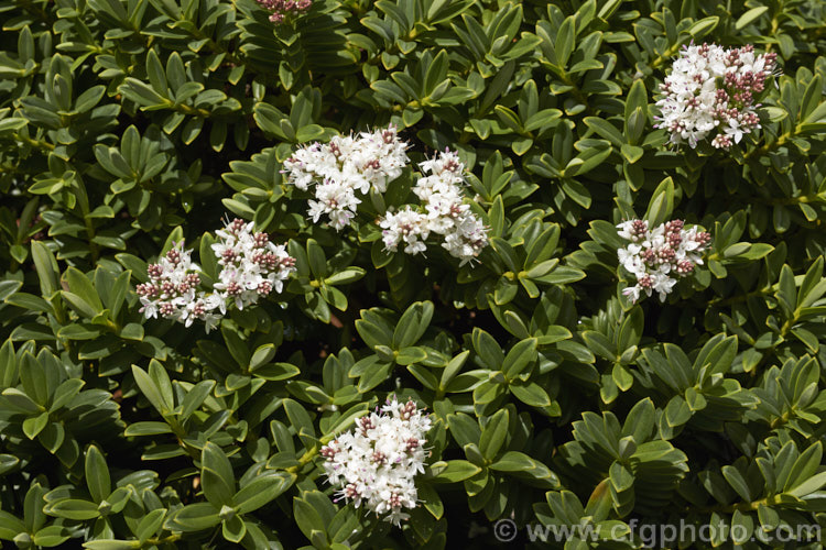 Veronica rigidula var. sulcata (syn. Hebe rigidula var. sulcata</i>), a compact natural variety of a 40-50cm high evergreen early-summer-flowering shrub with a spread of up to 90cm. It is native to the north of the South Island of New Zealand and differs from the species in its denser growth and broader, more leathery leaves