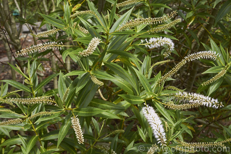 Veronica corriganii (syn. Hebe corriganii</i>), one of the less commonly grown of the New Zealand hebes. This evergreen shrub grows to around 15-18m high and flowers from early spring