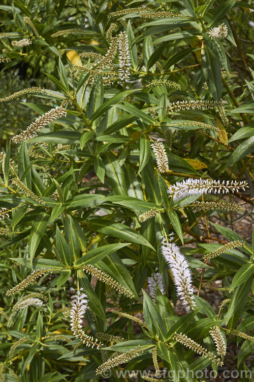 Veronica corriganii (syn. Hebe corriganii</i>), one of the less commonly grown of the New Zealand hebes. This evergreen shrub grows to around 15-18m high and flowers from early spring
