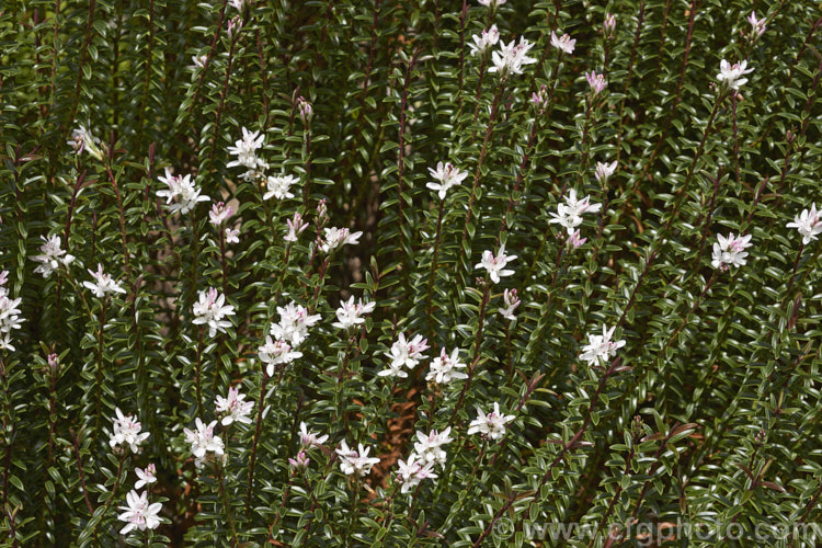Veronica odora (syn. Hebe odora</i>) 'Anomala', once classified as a distinct species, Hebe anomala, this 60cm-12m high evergreen shrub is now thought to be a cultivar of Veronica odora. It bears white flowers in summer