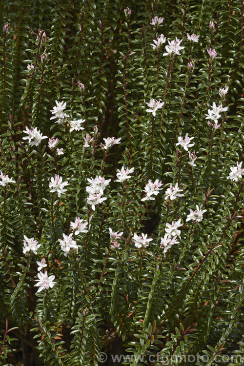 Veronica odora (syn. Hebe odora</i>) 'Anomala', once classified as a distinct species, Hebe anomala, this 60cm-12m high evergreen shrub is now thought to be a cultivar of Veronica odora. It bears white flowers in summer