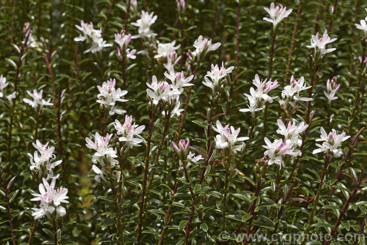 Veronica odora (syn. Hebe odora</i>) 'Anomala', once classified as a distinct species, Hebe anomala, this 60cm-12m high evergreen shrub is now thought to be a cultivar of Veronica odora. It bears white flowers in summer