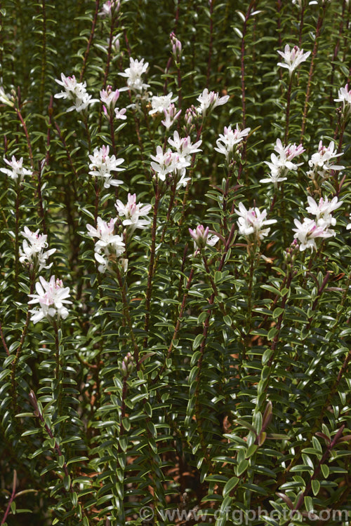 Veronica odora (syn. Hebe odora</i>) 'Anomala', once classified as a distinct species, Hebe anomala, this 60cm-12m high evergreen shrub is now thought to be a cultivar of Veronica odora. It bears white flowers in summer