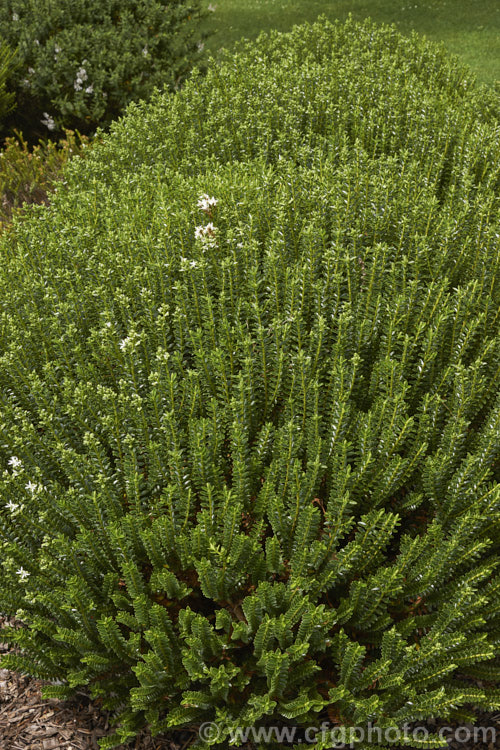 Boxwood. Hebe (<i>Veronica odora [syn. Hebe odora]), a compact, densely foliaged New Zealand shrub that flowers in early summer. It is not related to the common box (<i>Buxus sempervirens</i>)