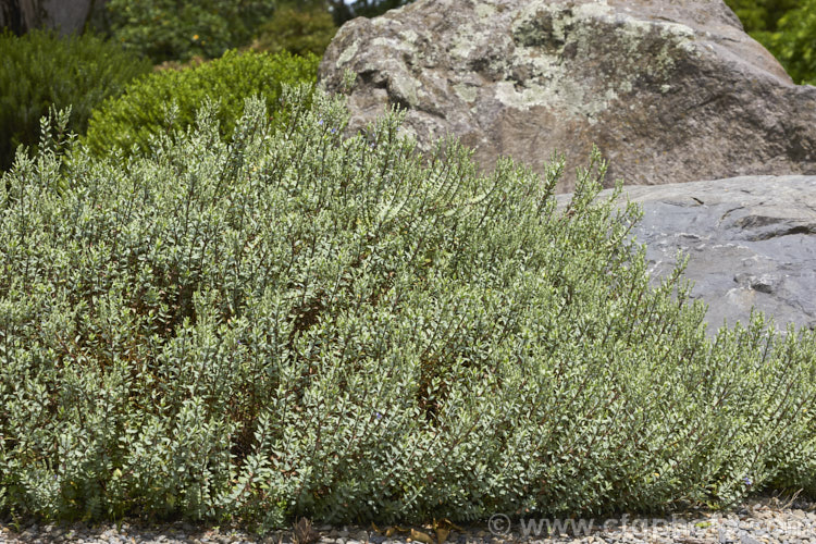 Veronica pimeleoides subsp. faucicola, a red-stemmed subspecies of a low, spreading, evergreen shrub with blue-grey foliage and short spikes of mauve-pink or white flowers in summer. It is native to the rocky areas of Otago, in the South Island of New Zealand