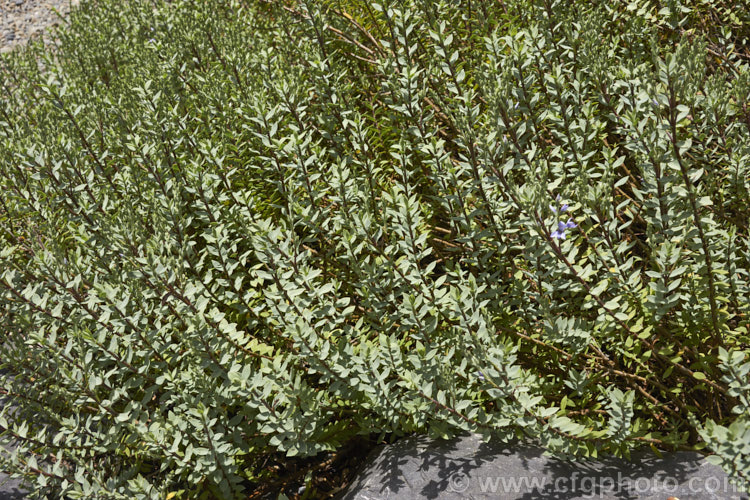 Veronica pimeleoides subsp. faucicola, a red-stemmed subspecies of a low, spreading, evergreen shrub with blue-grey foliage and short spikes of mauve-pink or white flowers in summer. It is native to the rocky areas of Otago, in the South Island of New Zealand