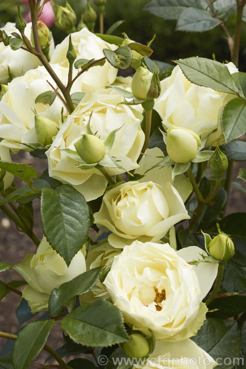 Rosa 'Lemon 'n' Lime', a cluster-flowered (<i>Floribunda</i>) bush raised by Somerfield of New Zealand before 2008 and introduced in 2012. It has lush, dark green foliage and the flowers, while unusually coloured and quite abundant, have little scent. Order: Rosales, Family: Rosaceae