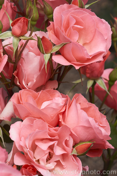 Rosa 'Little Miss Perfect', a cluster-flowered (<i>Floribunda</i>) bush raised by Somerfield of New Zealand before 2007 and introduced in 2014 . It is a compact bush that produces massed colours of blooms in a distinctive coral shade. Order: Rosales, Family: Rosaceae