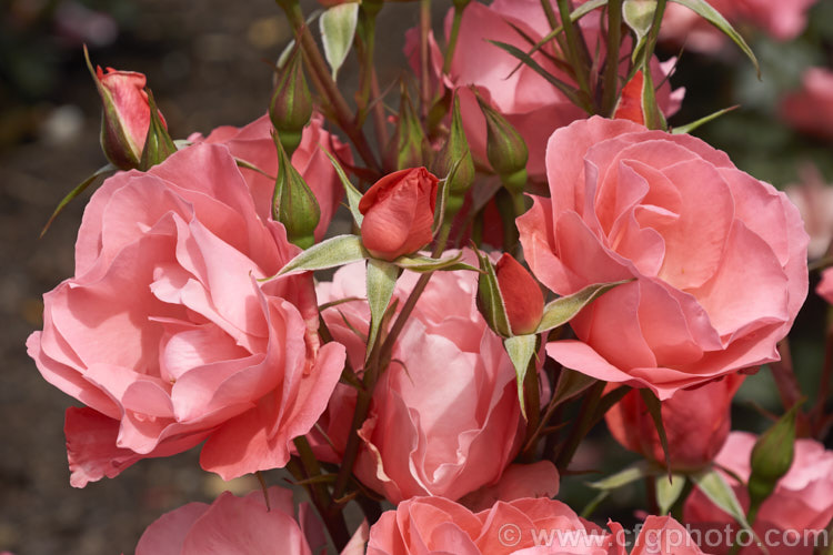 Rosa 'Little Miss Perfect', a cluster-flowered (<i>Floribunda</i>) bush raised by Somerfield of New Zealand before 2007 and introduced in 2014 . It is a compact bush that produces massed colours of blooms in a distinctive coral shade. Order: Rosales, Family: Rosaceae