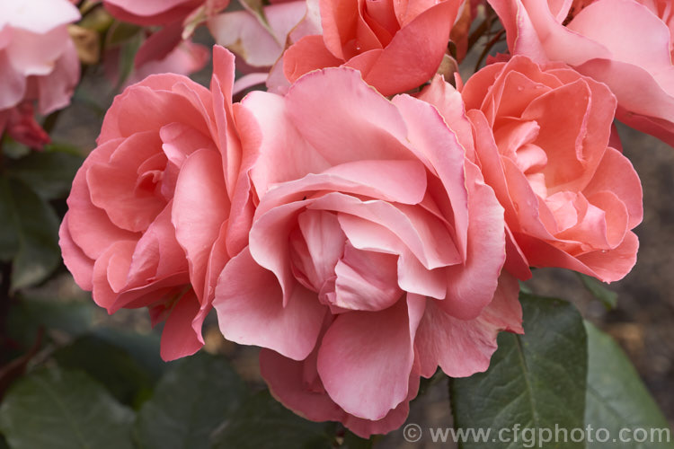 Rosa 'Little Miss Perfect', a cluster-flowered (<i>Floribunda</i>) bush raised by Somerfield of New Zealand before 2007 and introduced in 2014 . It is a compact bush that produces massed colours of blooms in a distinctive coral shade. Order: Rosales, Family: Rosaceae