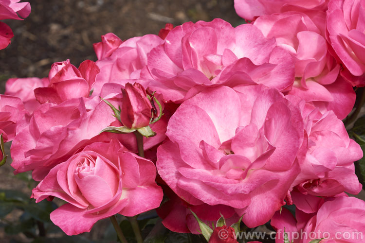 Rosa 'Looking Good', a cluster-flowered (<i>Floribunda</i>) bush raised by Somerfield of New Zealand and introduced in 2014. It is a compact, heavy-flowering bush that was 2015. Rose of the Year in New Zealand Order: Rosales, Family: Rosaceae