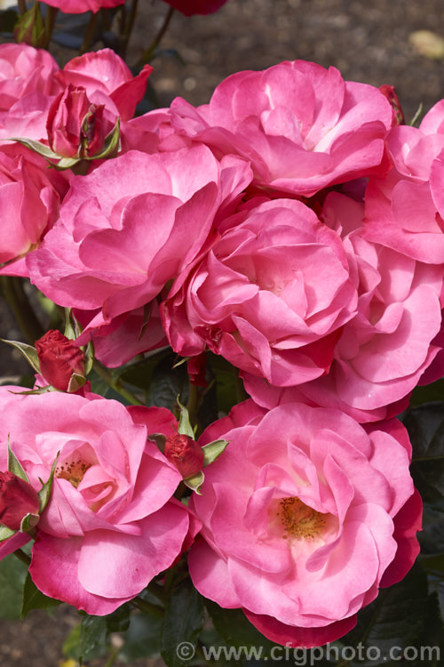 Rosa 'Looking Good', a cluster-flowered (<i>Floribunda</i>) bush raised by Somerfield of New Zealand and introduced in 2014. It is a compact, heavy-flowering bush that was 2015. Rose of the Year in New Zealand Order: Rosales, Family: Rosaceae