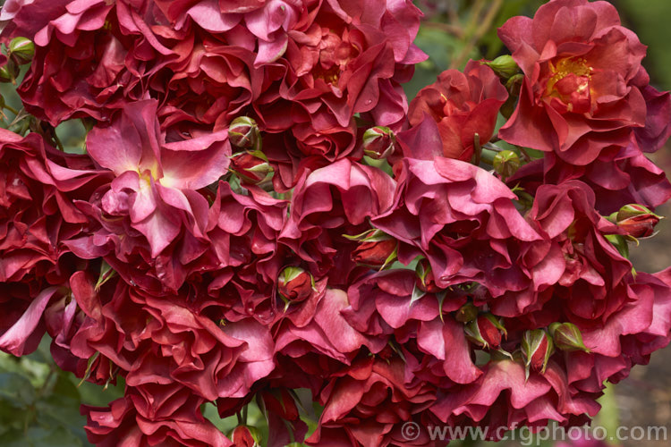 Rosa 'The Shire' ('Topsy. Turvy' x 'Julia Child'), a distinctively coloured. Floribunda rose raised by Tom. Carruth of the United. Stets and introduced in 2006. It is a compact plant that grows to around 12m high and wide. Also known as 'Celebration. Time' and 'Cinco de Mayo'. Order: Rosales, Family: Rosaceae