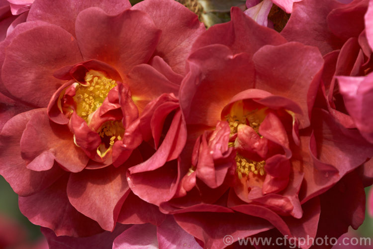 Rosa 'The Shire' ('Topsy. Turvy' x 'Julia Child'), a distinctively coloured. Floribunda rose raised by Tom. Carruth of the United. Stets and introduced in 2006. It is a compact plant that grows to around 12m high and wide. Also known as 'Celebration. Time' and 'Cinco de Mayo'. Order: Rosales, Family: Rosaceae