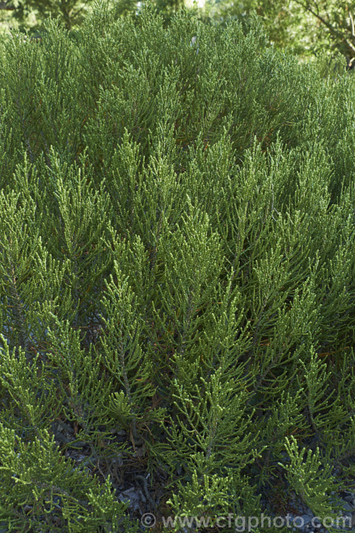 Veronica propinqua (syns. Hebe propinqua, Leonohebe propinqua</i>), an evergreen shrub with very small leaves that are closely adpressed to the stems. Veronicas with this type of foliage are commonly known as whipcord hebes. It is native to the subalpine and alpine regions of the southern South Island of New Zealand. The flowers are white