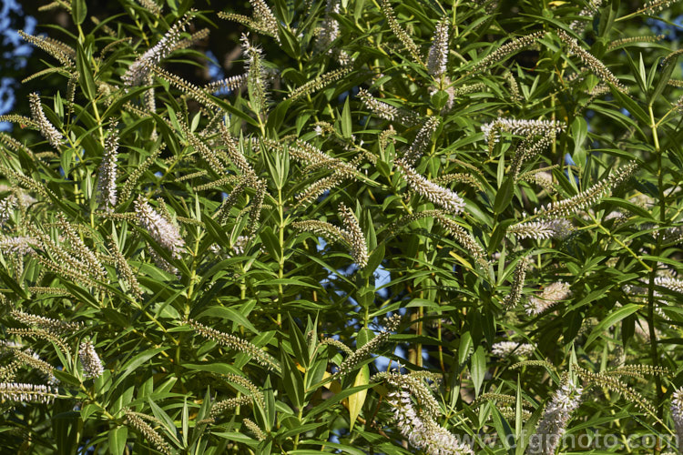 Veronica corriganii (syn. Hebe corriganii</i>), one of the less commonly grown of the New Zealand hebes. This evergreen shrub grows to around 15-18m high and flowers from early spring