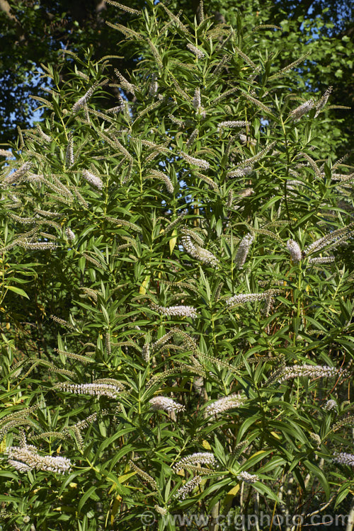 Veronica corriganii (syn. Hebe corriganii</i>), one of the less commonly grown of the New Zealand hebes. This evergreen shrub grows to around 15-18m high and flowers from early spring