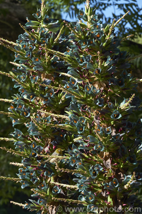 Puya alpestris, a spectacularly coloured summer-flowering bromeliad native to Chile. The flower spikes can grow to over 18m tall but the foliage clump is only around 1-1.5m high and wide. Most cultivated plants labelled. Puya alpestris are actually. Puya berteroniana, which is similar but larger, up to 4m high in flower, with slightly less green-tinted flowers