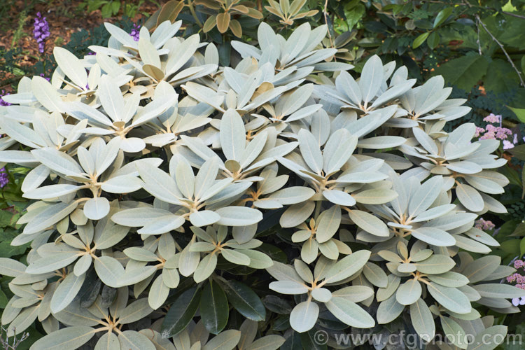 Rhododendron pachysanthum (syn. Rhododendron venturi</i>) 'Silbervelours', a cultivar of a small densely-foliaged shrub native to Taiwan where it occurs at around 3300m altitude. In contrast to the species, which has a thick rusty brown indumentum on both sides of the foliage, 'Silbervelours' has pale whitish grey indumentum until the leaves mature, when the upper surfaces become green. The flowers are white to pale pink. It was introduced by Hachmann of Germany in 1988