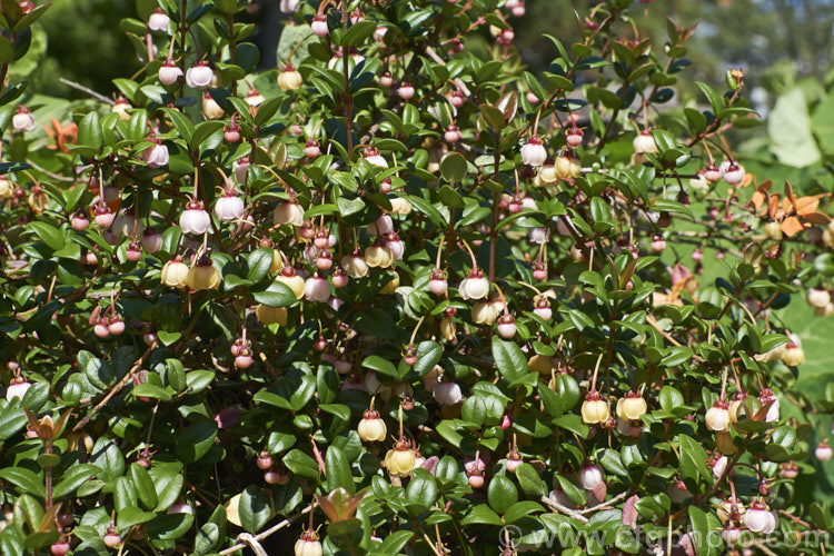 Chilean. Guava or Chilean. Cranberry (<i>Ugni molinae [syn. Myrtus ugni]), an evergreen shrub native to temperate. South America. Creamy pink flowers borne appear spring and early summer and are followed by edible dark red fruit that is strongly aromatic when ripe. It has also been sold under the name New Zealand Cranberry, though it neither comes from New Zealand, nor is it a cranberry. ugni-2749htm'>Ugni. .