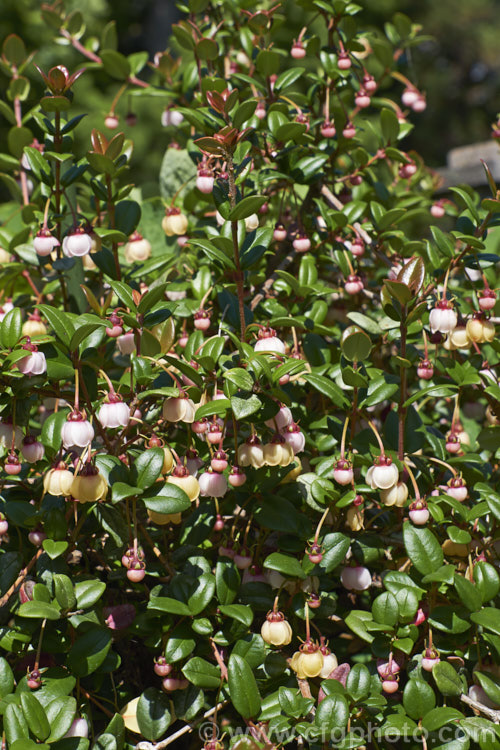 Chilean. Guava or Chilean. Cranberry (<i>Ugni molinae [syn. Myrtus ugni]), an evergreen shrub native to temperate. South America. Creamy pink flowers borne appear spring and early summer and are followed by edible dark red fruit that is strongly aromatic when ripe. It has also been sold under the name New Zealand Cranberry, though it neither comes from New Zealand, nor is it a cranberry. ugni-2749htm'>Ugni. .