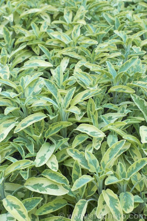 Salvia officinalis 'Aurea', a yellow and grey-green-leafed variegated foliage cultivar of Common Sage, an evergreen woody-stemmed perennial of shrub native to the Mediterranean area. Its foliage has long been used in cooking and it also has some herbal medicinal uses. Order: Lamiales, Family: Lamiaceae