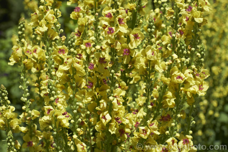 Nettle-leaved Mullein (<i>Verbascum chaixii</i>), a late spring- to early summer-flowering perennial found over much of southern and central Europe from Spain to Russia. Flower stems to 15m tall verbascum-3385htm'>Verbascum. <a href='scrophulariaceae-plant-family-photoshtml'>Scrophulariaceae</a>.