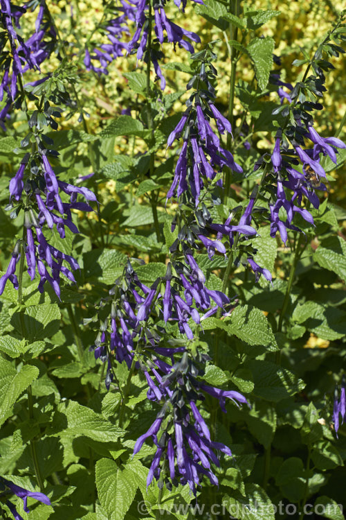 Salvia guaranitica 'Blue Enigma', a cultivar of a 15m tall perennial from Brazil, Uruguay and Argentina. The bright blue flowers are reminiscent of those of Salvia patens but are smaller. Order: Lamiales, Family: Lamiaceae