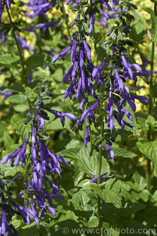 Salvia guaranitica 'Blue Enigma', a cultivar of a 15m tall perennial from Brazil, Uruguay and Argentina. The bright blue flowers are reminiscent of those of Salvia patens but are smaller. Order: Lamiales, Family: Lamiaceae
