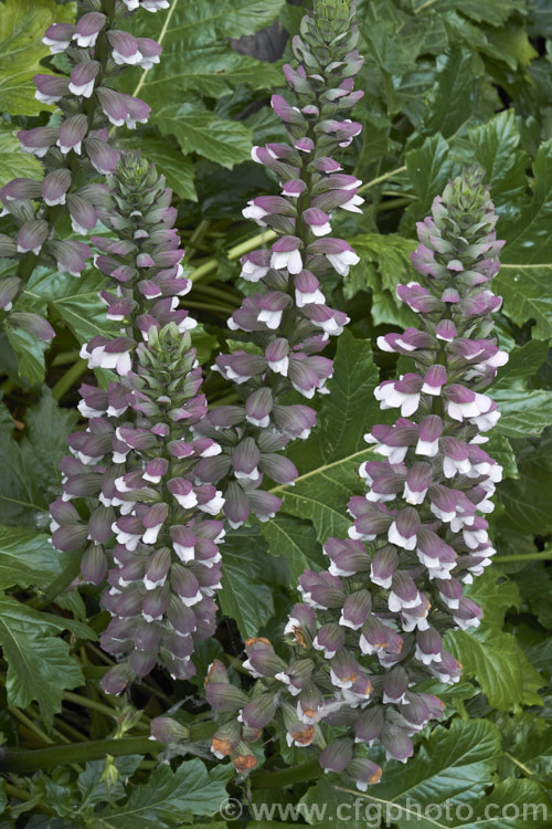 The flowerheads of Bear's Breeches (<i>Acanthus mollis</i>), a usually evergreen summer-flowering perennial native to southwest Europe and North Africa. It was often featured in ancient Greek and Roman designs. Order: Lamiales, Family: Acanthaceae