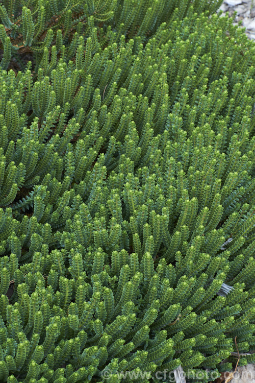 Veronica pauciramosa (syn. Hebe pauciramosa</i>), a low, spreading, evergreen shrub found in the wetter parts of the mountains of the South Island of New Zealand It has thick, rather fleshy leaves and in summer produces small white flowers at the stem tips