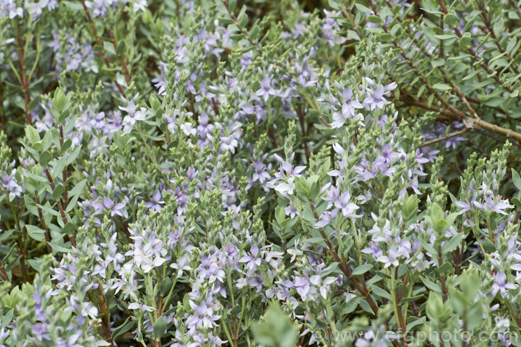 Veronica pimeleoides subsp. faucicola, a red-stemmed subspecies of a low, spreading, evergreen shrub with blue-grey foliage and short spikes of mauve-pink or white flowers in summer. It is native to the rocky areas of Otago, in the South Island of New Zealand