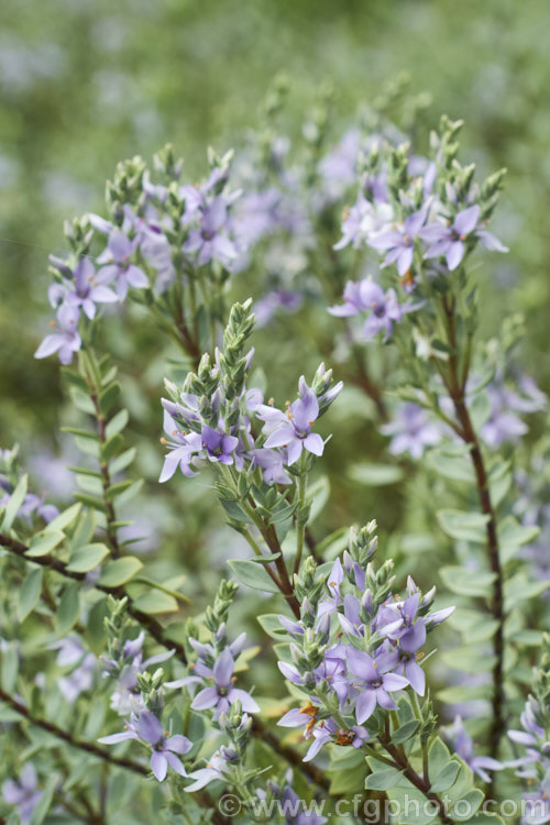 Veronica pimeleoides subsp. faucicola, a red-stemmed subspecies of a low, spreading, evergreen shrub with blue-grey foliage and short spikes of mauve-pink or white flowers in summer. It is native to the rocky areas of Otago, in the South Island of New Zealand