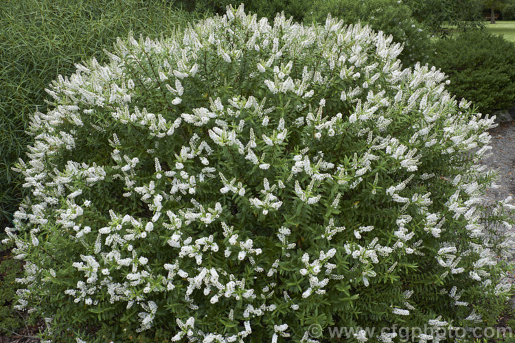 Banks. Peninsula. Hebe (<i>Veronica strictissima [syn. Hebe strictissima]), a summer-flowering, evergreen shrub, around 1m high x 1.5m wide, that is endemic to Banks. Peninsula on the east coast of New Zealand's South Island