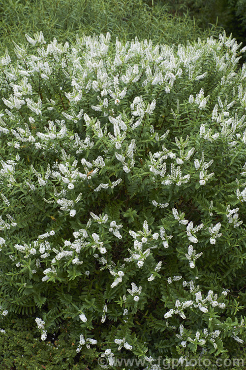 Banks. Peninsula. Hebe (<i>Veronica strictissima [syn. Hebe strictissima]), a summer-flowering, evergreen shrub, around 1m high x 1.5m wide, that is endemic to Banks. Peninsula on the east coast of New Zealand's South Island