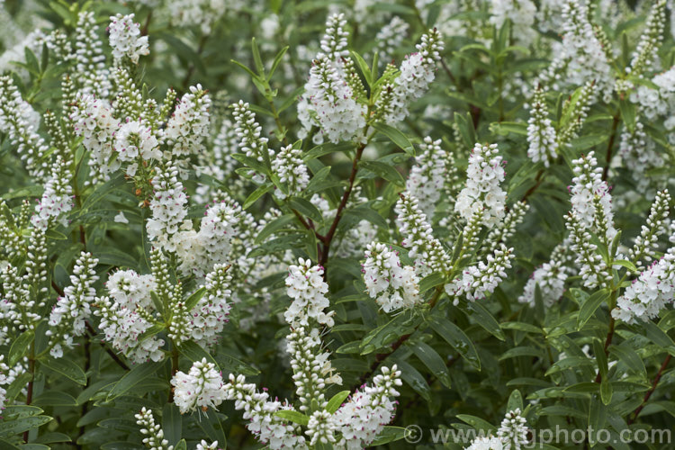 Banks. Peninsula. Hebe (<i>Veronica strictissima [syn. Hebe strictissima]), a summer-flowering, evergreen shrub, around 1m high x 1.5m wide, that is endemic to Banks. Peninsula on the east coast of New Zealand's South Island