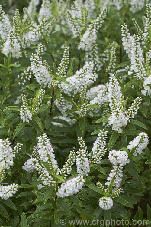 Banks. Peninsula. Hebe (<i>Veronica strictissima [syn. Hebe strictissima]), a summer-flowering, evergreen shrub, around 1m high x 1.5m wide, that is endemic to Banks. Peninsula on the east coast of New Zealand's South Island