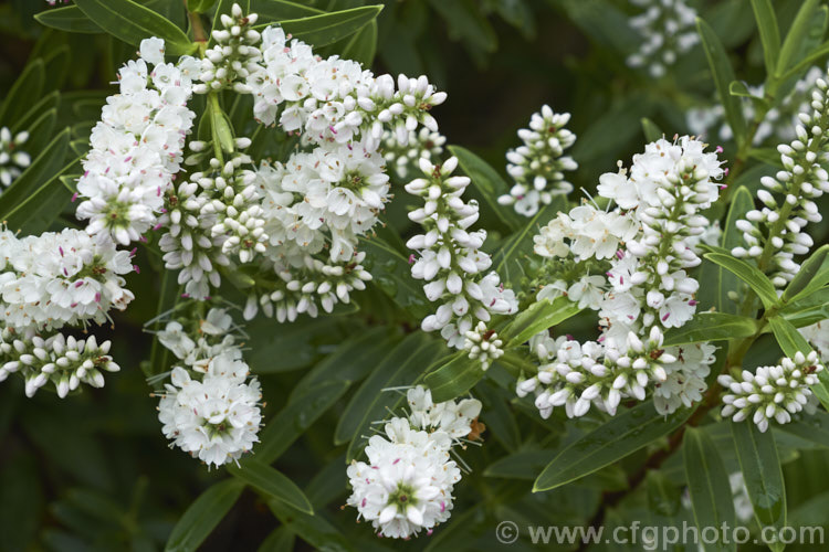 Banks. Peninsula. Hebe (<i>Veronica strictissima [syn. Hebe strictissima]), a summer-flowering, evergreen shrub, around 1m high x 1.5m wide, that is endemic to Banks. Peninsula on the east coast of New Zealand's South Island