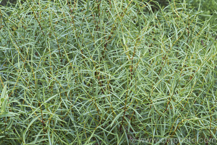 Veronica stenophylla var. stenophylla, a natural variety of a summer-flowering, evergreen shrub native to central New Zealand Varietas stenophylla is distinguished by its narrow, elongated leaves. The flowers are white