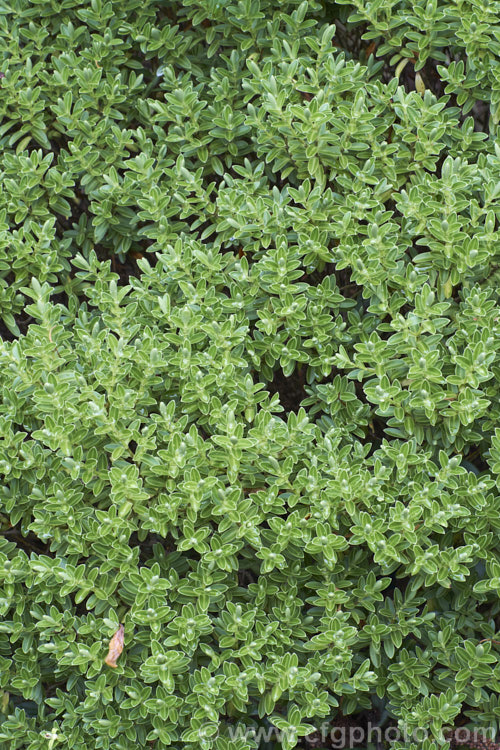 Veronica evenosa (syn. Hebe evenosa</i>), a rounded, bushy evergreen shrub native to Tararua. Ranges of New Zealand's North Island It has small white flowers in spikes up to 5cm long