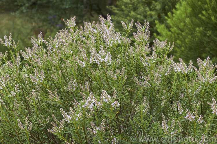 Veronica diosmifolia (syn. Hebe diosmifolia</i>), a spring- to summer-flowering shrub native to the northern North Island of New Zealand It is widely cultivated as a garden plant and is a parent of many hybrids