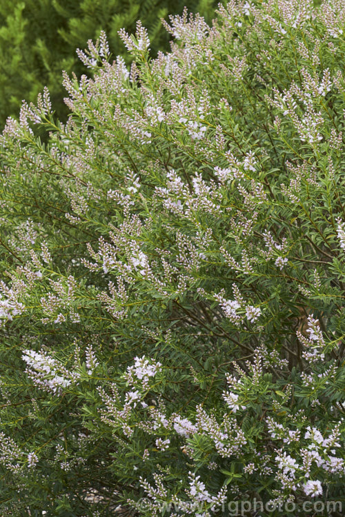 Veronica diosmifolia (syn. Hebe diosmifolia</i>), a spring- to summer-flowering shrub native to the northern North Island of New Zealand It is widely cultivated as a garden plant and is a parent of many hybrids