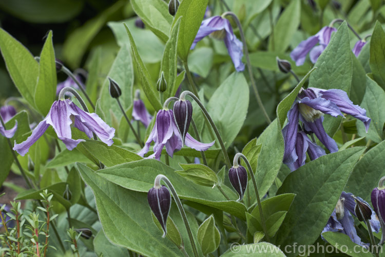 Clematis integrifolia 'Olgae', a light purple-blue-flowered, fragrant cultivar of a non-climbing Eurasian perennial or subshrub up to 1m tall Its flowers appear over a longer season than those of the species.