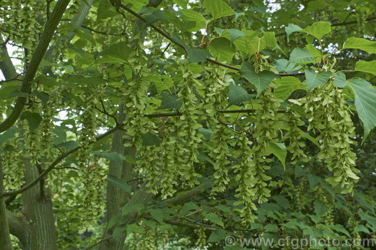 <i>Acer capillipes</i> with an abundance of young samara. This 10-13m tall deciduous tree is native to Japan. It has pale-striped, green bark and is therefore commonly known as one of the snakebark maples. The stems are red-tinted when young and the petioles are also reddish, with the whole leaf developing gold to red tones in autumn. Order: Sapindales, Family: Sapindaceae