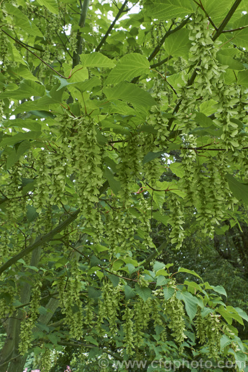 <i>Acer capillipes</i> with an abundance of young samara. This 10-13m tall deciduous tree is native to Japan. It has pale-striped, green bark and is therefore commonly known as one of the snakebark maples. The stems are red-tinted when young and the petioles are also reddish, with the whole leaf developing gold to red tones in autumn. Order: Sapindales, Family: Sapindaceae