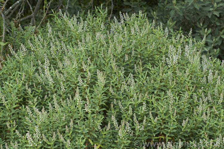 Veronica glaucophylla (syn. Hebe glaucophylla</i>), a summer-flowering evergreen shrub found in the high country of northern Canterbury and southern Marlborough, New Zealand It is typically around 1m high x 1.2m wide and has distinctly glaucous foliage